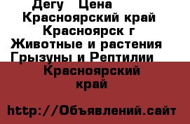 Дегу › Цена ­ 400 - Красноярский край, Красноярск г. Животные и растения » Грызуны и Рептилии   . Красноярский край